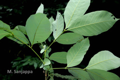 Otonephelium stipulaceum